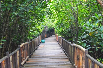 wooden deck as a path through the mangrove forest