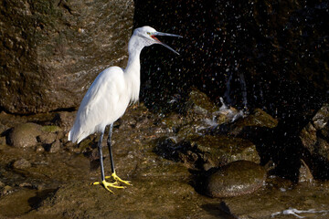 Seidenreiher (Egretta garzetta) steht mit geöffnetem Schnabel an einem Wasserfall mit farbig schillernden Wassertropfen - Playa Blanca, Lanzarote
