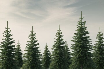 Fototapeta premium Assemblages of Fir Trees Against an Airy Background in a Serene Natural Environment
