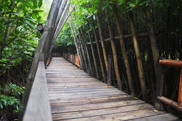 Obraz premium wooden deck as a path through the mangrove forest