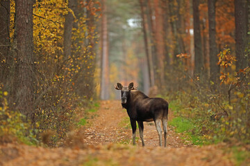 Łoś (Alces alces) moose © Bartosz Rakoczy