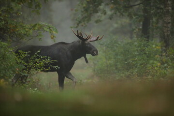 Łoś (Alces alces) moose © Bartosz Rakoczy