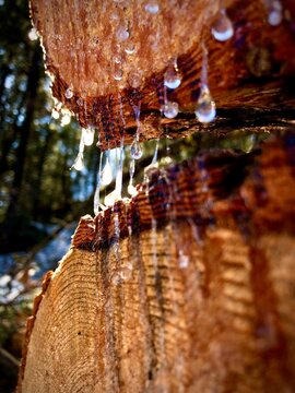 Fresh cut timber oozing sap with sunlight and pine trees.