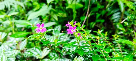 Cuphea-hyssopifolia flowering plant grows in the forest