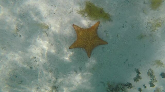 A man finds a starfish on the sandy floor while snorkelling in the ocean