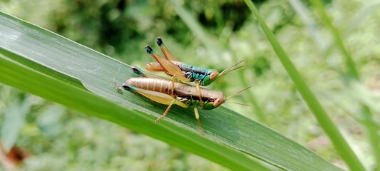 a pair of grasshoppers mating on a leaf 3