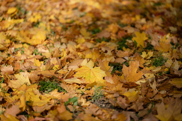 image of autumn maple leaves, yellow, orange, gold, amber color.