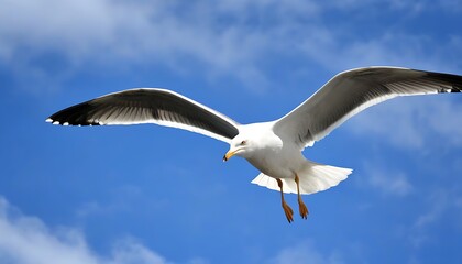 Seagull soaring on deep blue ocean.