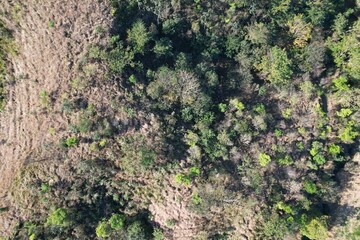O reflorestamento de um morro, em Seropédica, Estado do Rio de Janeiro.
