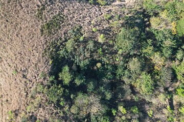 O reflorestamento de um morro, em Seropédica, Estado do Rio de Janeiro.