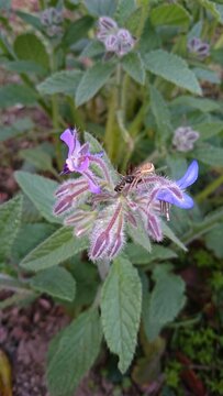 851)A bee being preyed upon by a spider(Photo taken at 17:59 on may 2, 2016)