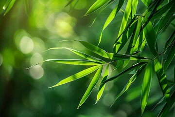 Fototapeta premium The narrow, lance-shaped leaves of a bamboo plant, showing their smooth surface and vibrant green color