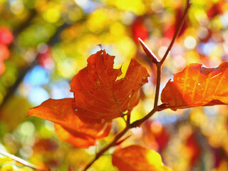 Typical autumn colours at Doftana River Valley, Prahova County, Romania