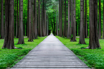 Enchanting Glowing Forest Path Lined with Tall Trees