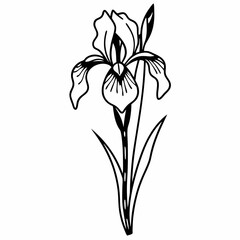 lily flower isolated on white