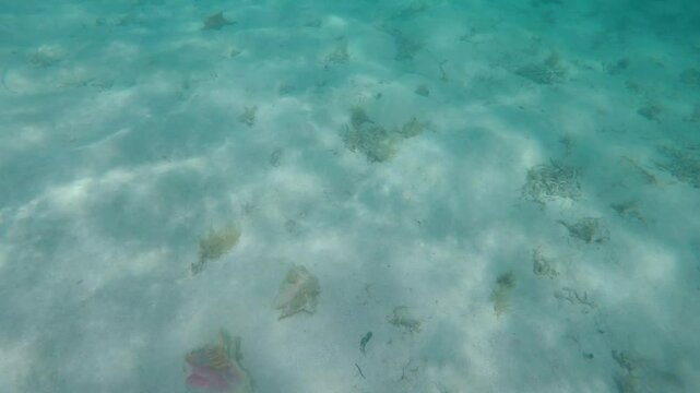 Swimming over three starfish and a conch on the sandy ocean floor