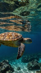 Obraz premium Encounter with a magnificent sea turtle in the water.