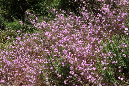 Hill Fairyfan, Clarkia Bottae, a population of these pleasing native monoclinous annual herbs display raceme inflorescences on sunny chaparral slopes of the Santa Monica Mountains during late Spring.