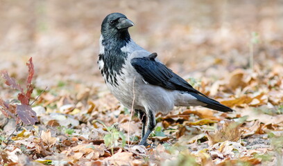 crow on the ground