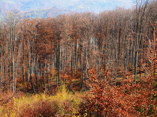 Fototapeta premium Typical autumn colours at Doftana River Valley, Prahova County, Romania