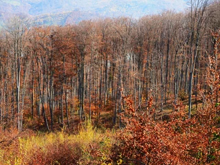Fleecedeken met foto Typical autumn colours at Doftana River Valley, Prahova County, Romania © Catalin