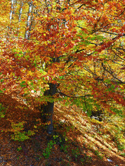 Obraz premium Typical autumn colours at Doftana River Valley, Prahova County, Romania