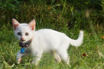 Obraz premium very cute little white cat