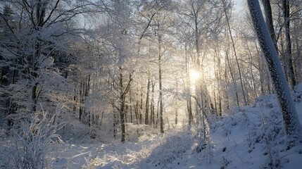 Fototapeta premium Sun shines through snow-covered winter forest.