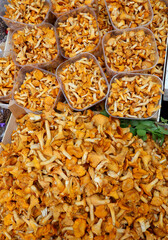 yellow mushrooms called chanterelles or finferli in Italian language for sale at a stand