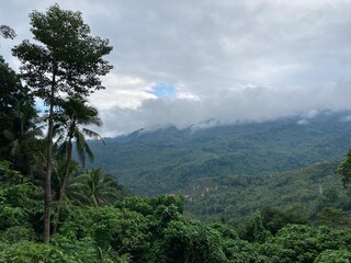 Tropical mountains covered with jungle low clouds of palm trees and tropical plants