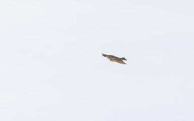 Heipiplerke flies in the snow