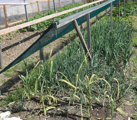 garden of farmer with onions and herbs and hail net protection