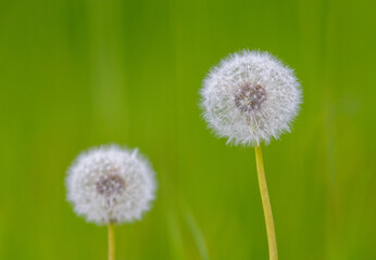 dandelion on green background