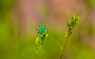 butterfly sitting on a plant