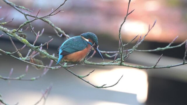 Common European Kingfisher (Alcedo atthis) male perched in a tree and bothered by flies. November, Kent, UK 