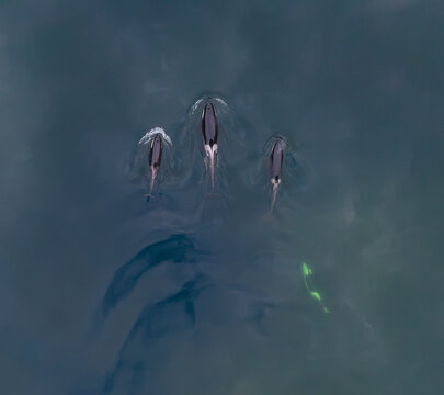 Killer whale swimming in the water