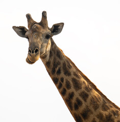 Afrikanische Tiere Giraffe im Busch vom Krüger National Park - Kruger Nationalpark Südafrika