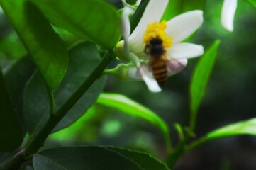 Fototapeta premium Bee fly to flowers in search of food