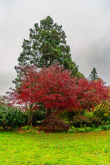 Naklejka premium Late Fall Red Leaves 7