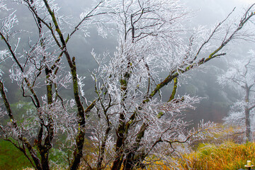 Frost-covered tree branches in a misty landscape. The branches are delicately coated with ice, creating a serene and ethereal scene. Taiwan.