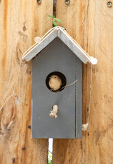 Bird in a birdhouse mounted on a wooden fence
