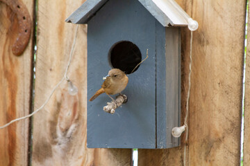 Bird feeding its chicks in a birdhouse mounted on a wooden fence