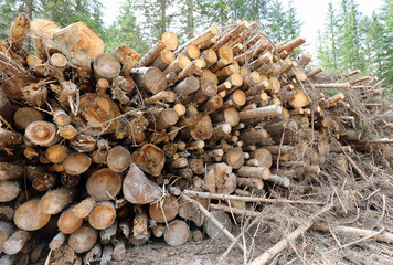 pile of many cut trees in the forest for the furniture industry