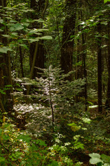 Single sunlight in the forest