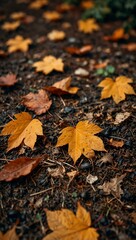 Fallen autumn leaves on the ground.
