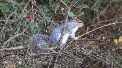 Grey Squirrel Eating Berries on Tree Branch