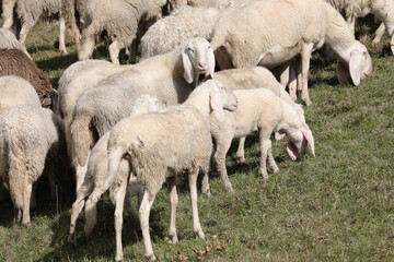 Herd of many sheep with woolly fleece grazing on the green grass in the mountains