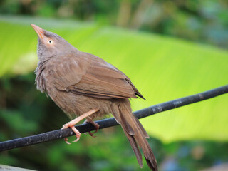 Babbler bird on a rope