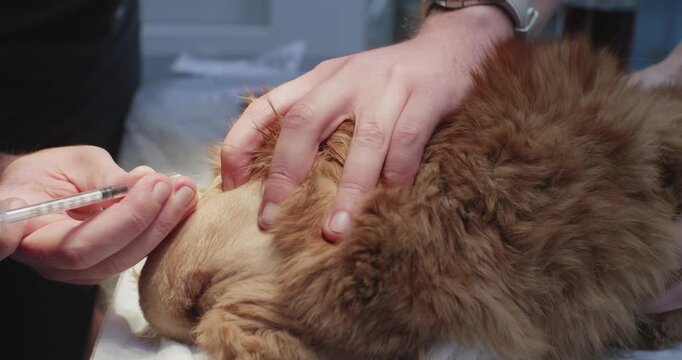 Close-up of a veterinarian's hand carefully administering an epidural injection. A cat is given an epidural before undergoing major surgery. Epidural anesthesia for a cat.