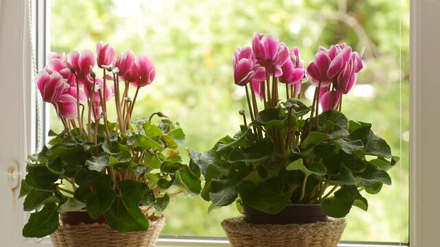 Blooming cyclamens on the windowsill.
